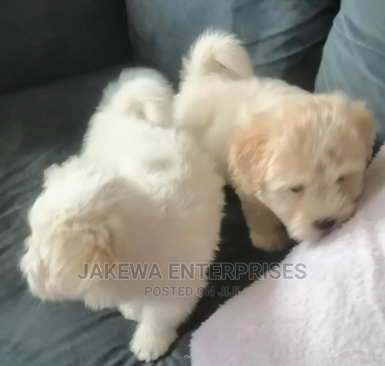 1-3 months Female Purebred Maltese