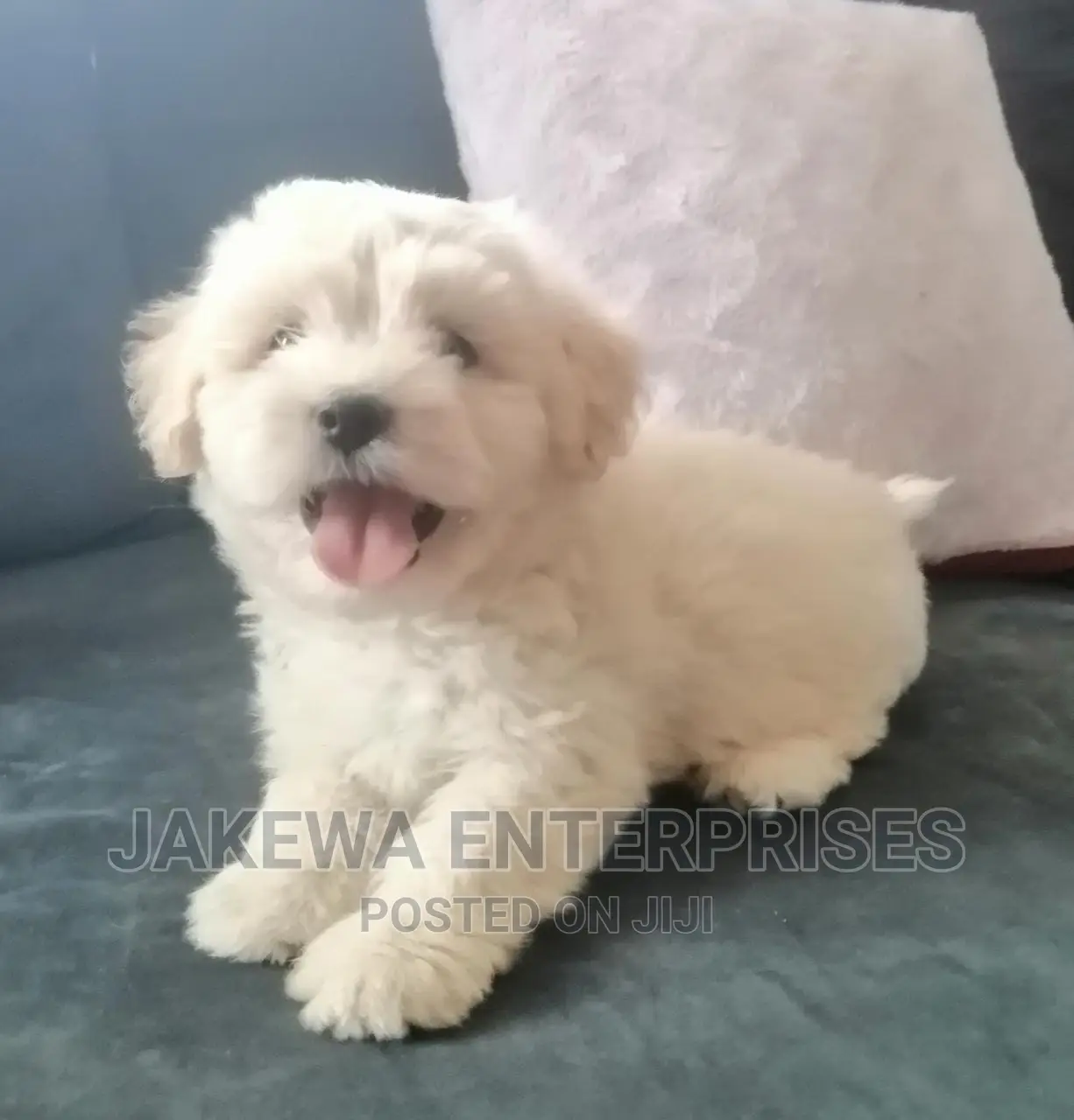 1-3 months Female Purebred Maltese