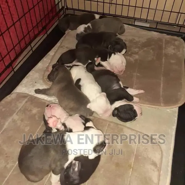 1-3 months Male Purebred American Pit Bull Terrier