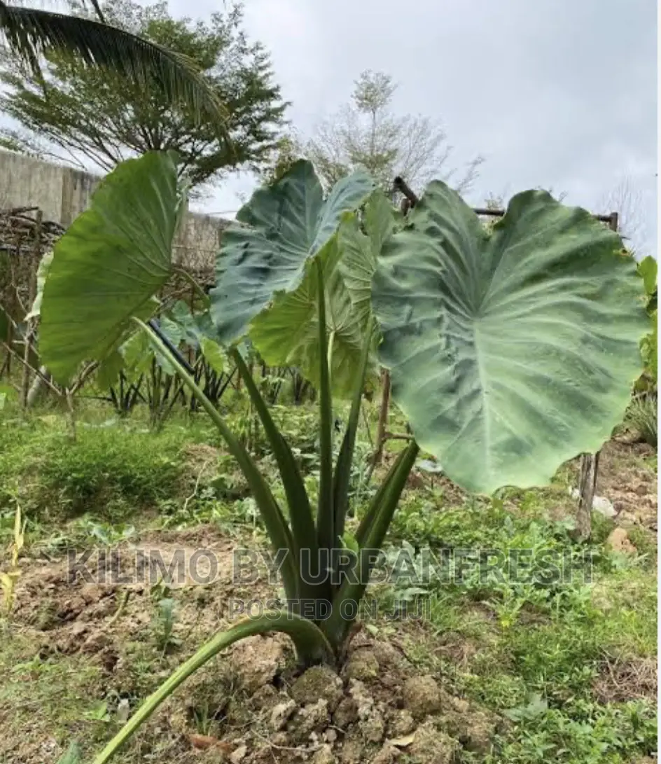 Yam Suckers for Planting Bunch of 100