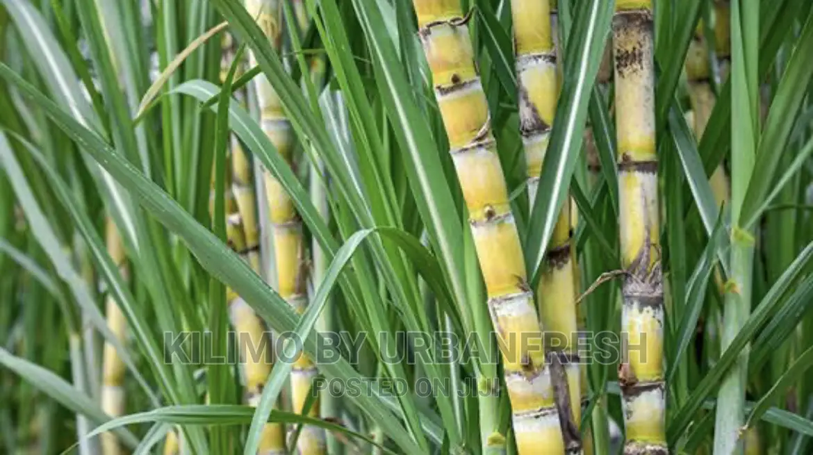 Sugarcane Suckers for Planting Bunch of 100.