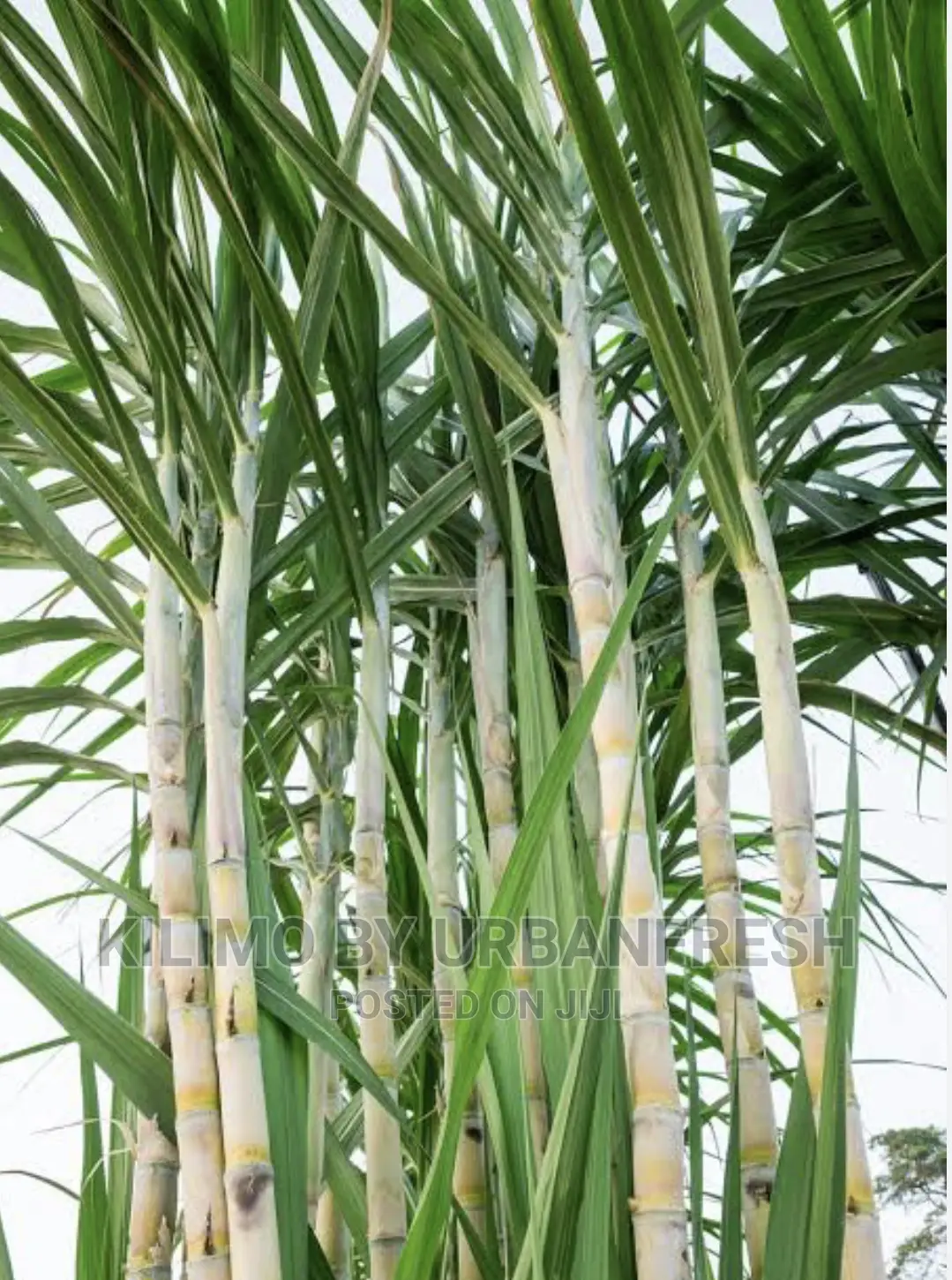 Sugarcane Suckers for Planting Bunch of 100.