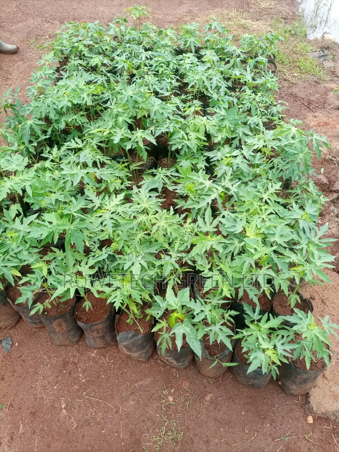 Paw Paw Seedlings