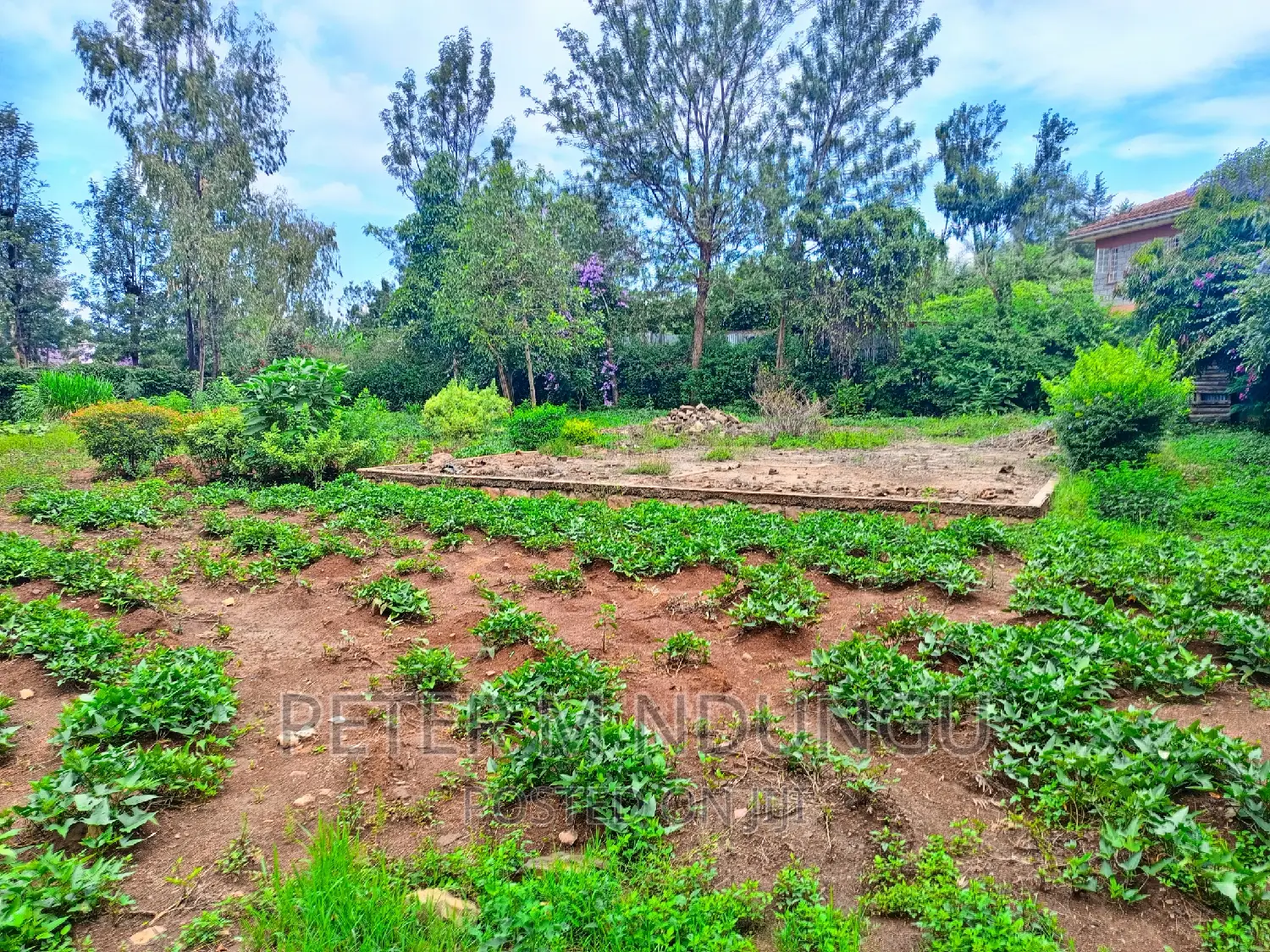 Thome One, Prime 1/2 Acre Plot