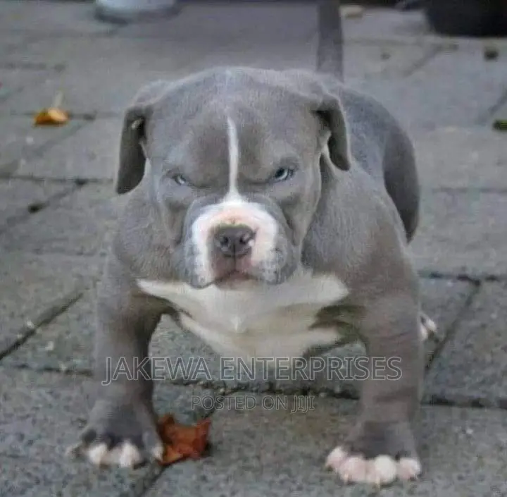 1-3 months Male Purebred American Bully
