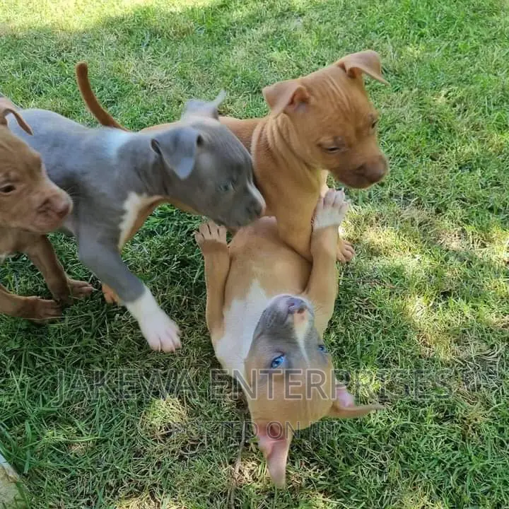 1-3 months Female Purebred American Pit Bull Terrier