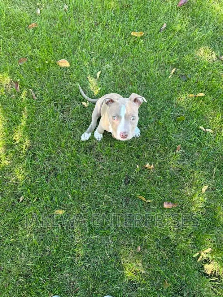 1-3 months Male Purebred American Bully