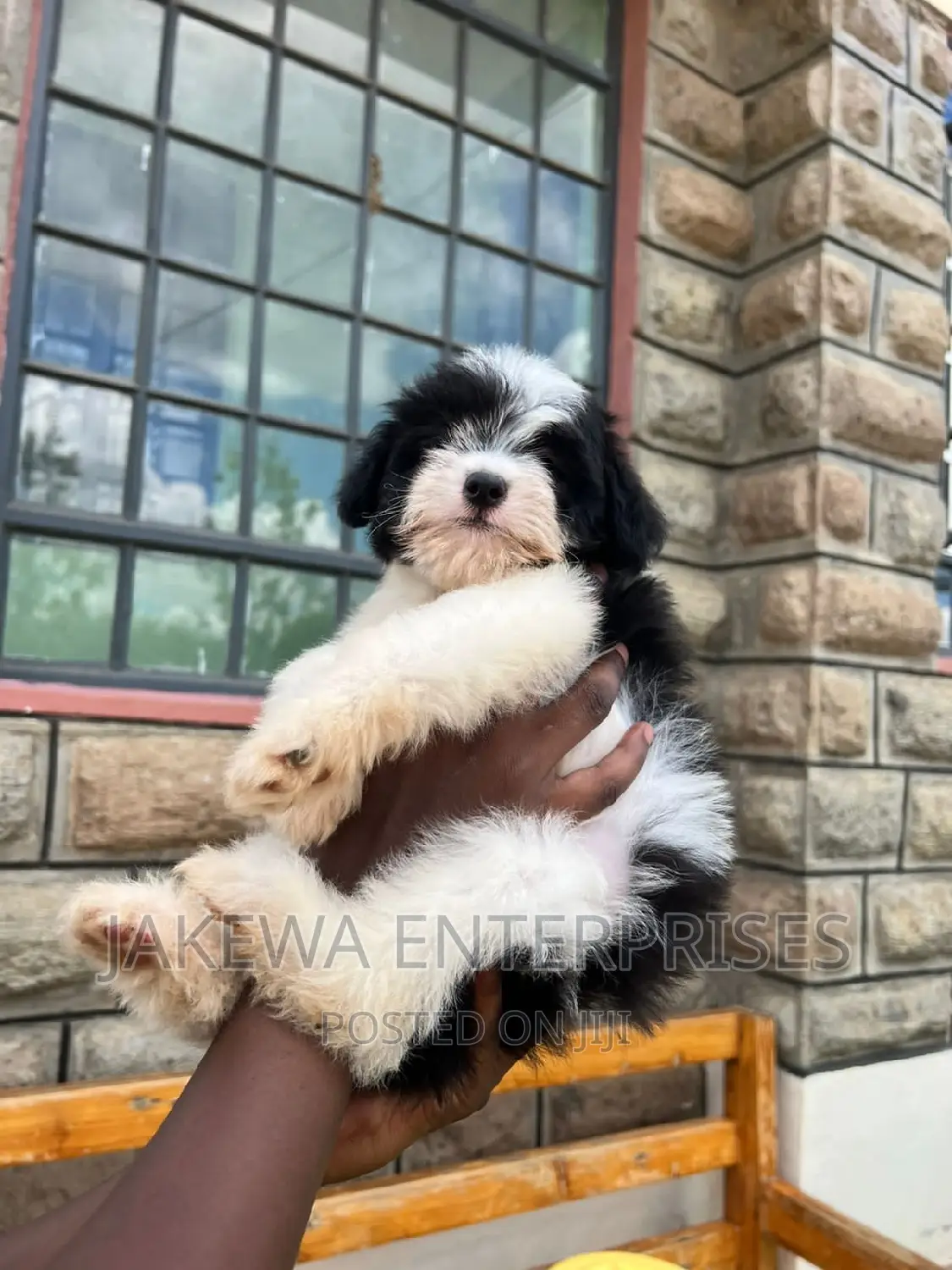 1-3 months Male Purebred Havanese