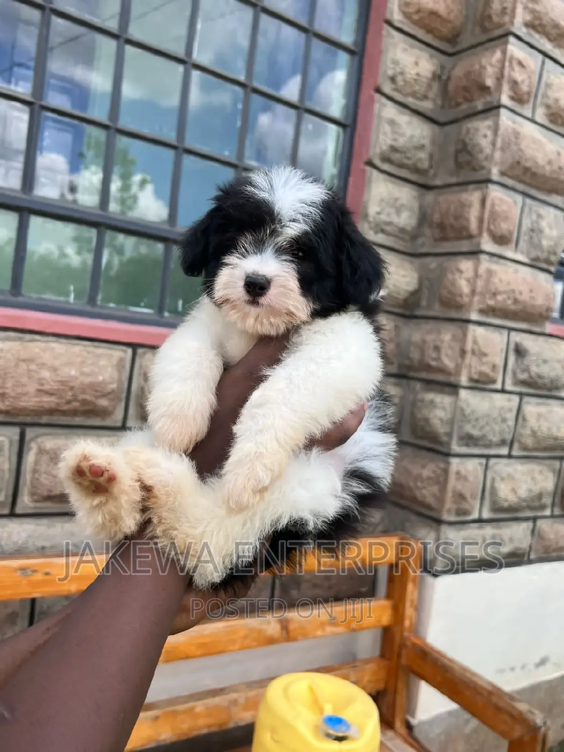 1-3 months Male Purebred Havanese