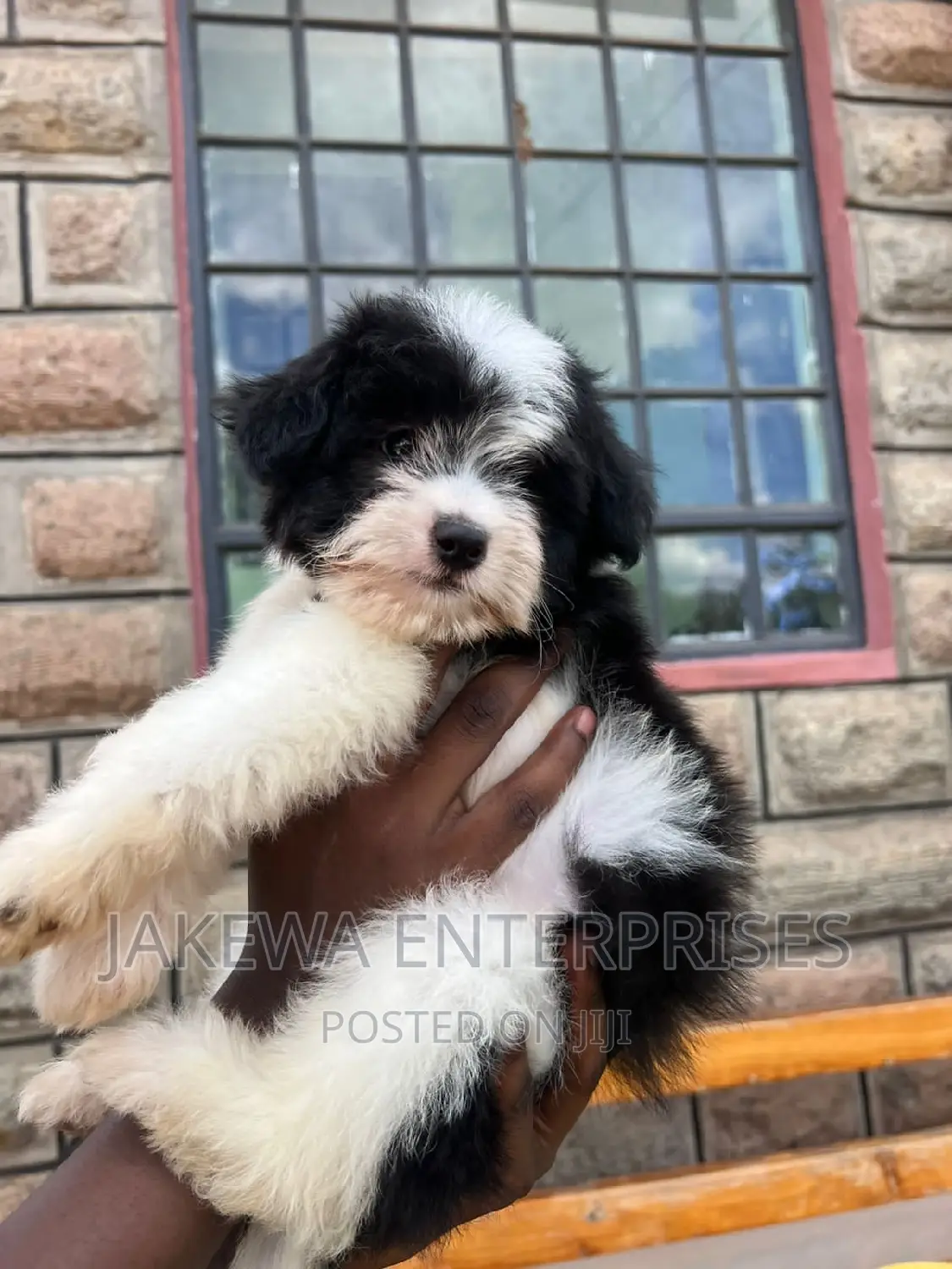 1-3 months Male Purebred Havanese