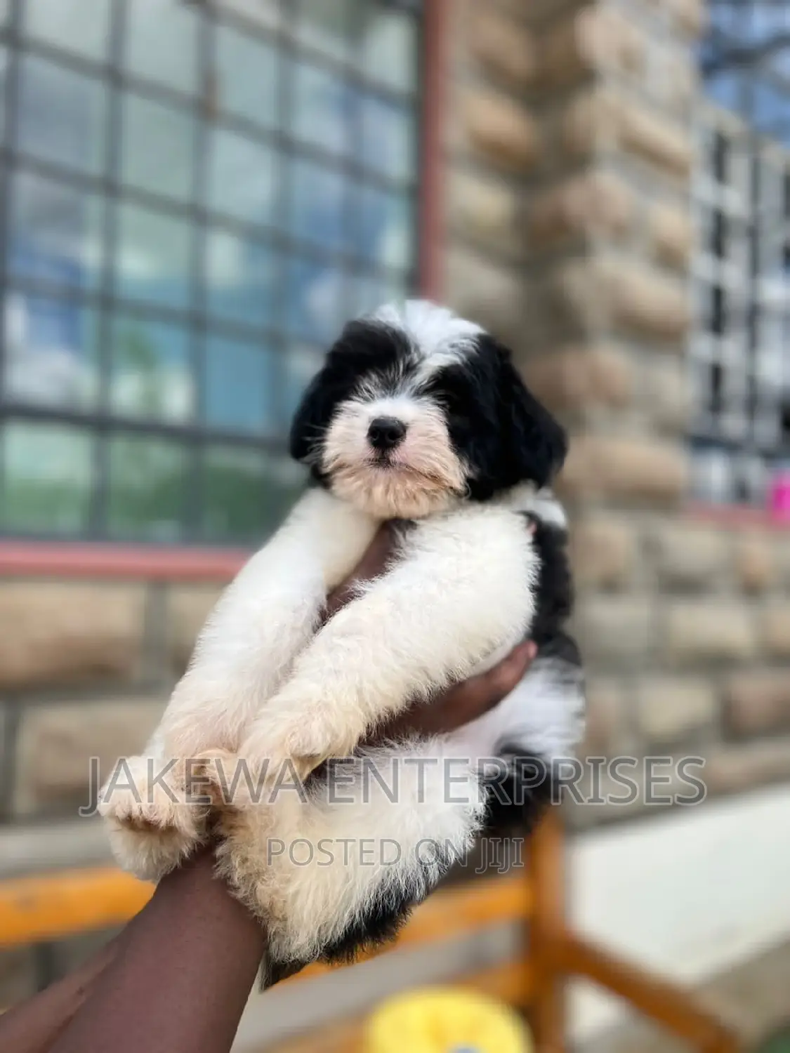 1-3 months Male Purebred Havanese