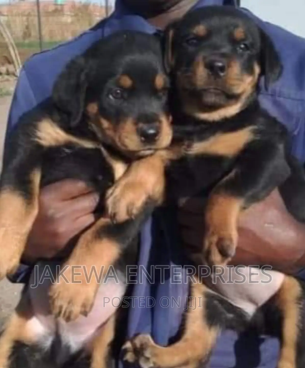 1-3 months Male Purebred Rottweiler