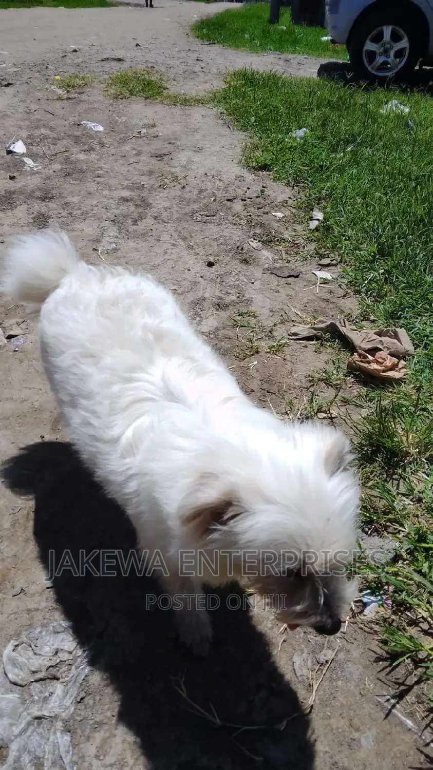 6-12 months Female Purebred Maltese