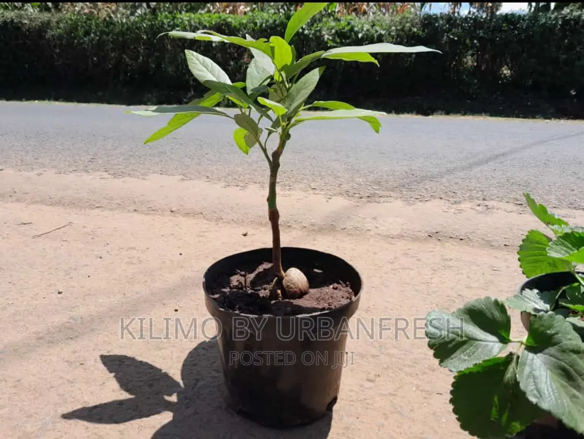 Planting Pots. Variety of Colors Available. Moq 5.
