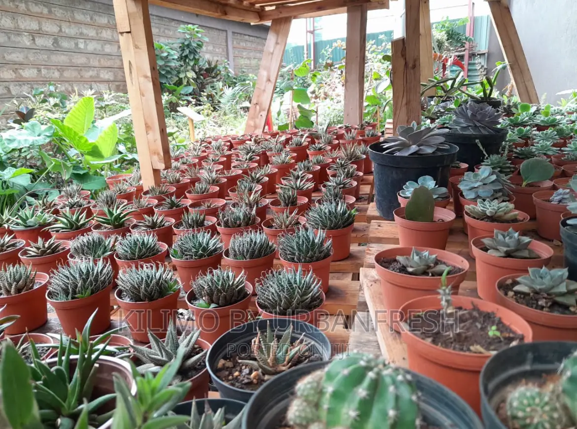 Planting Pots. Variety of Colors Available. Moq 5.