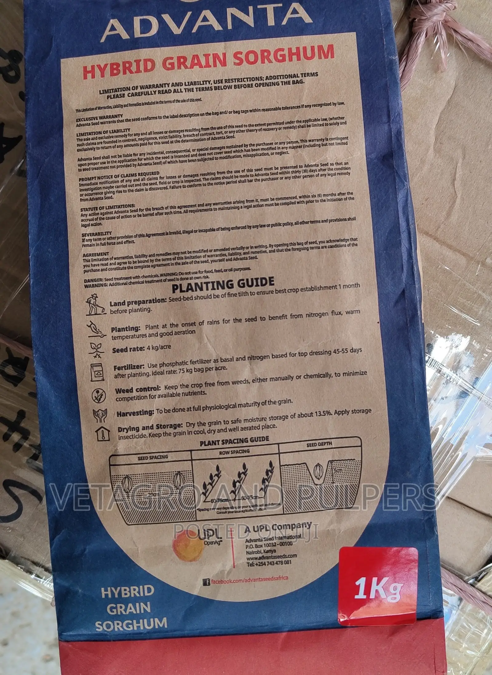 Hybrid Grain Sorghurm Seeds