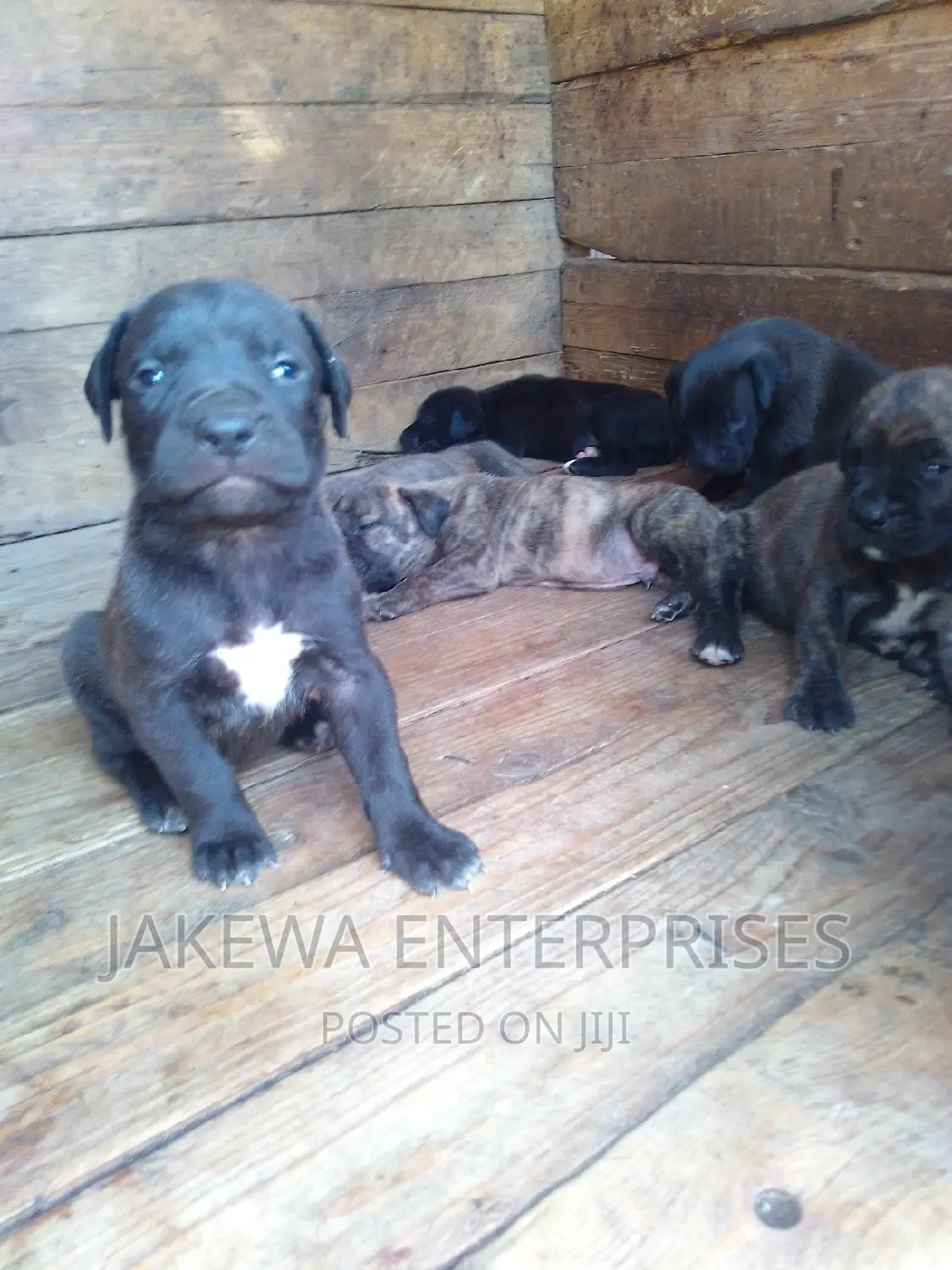 1-3 months Male Purebred Boerboel