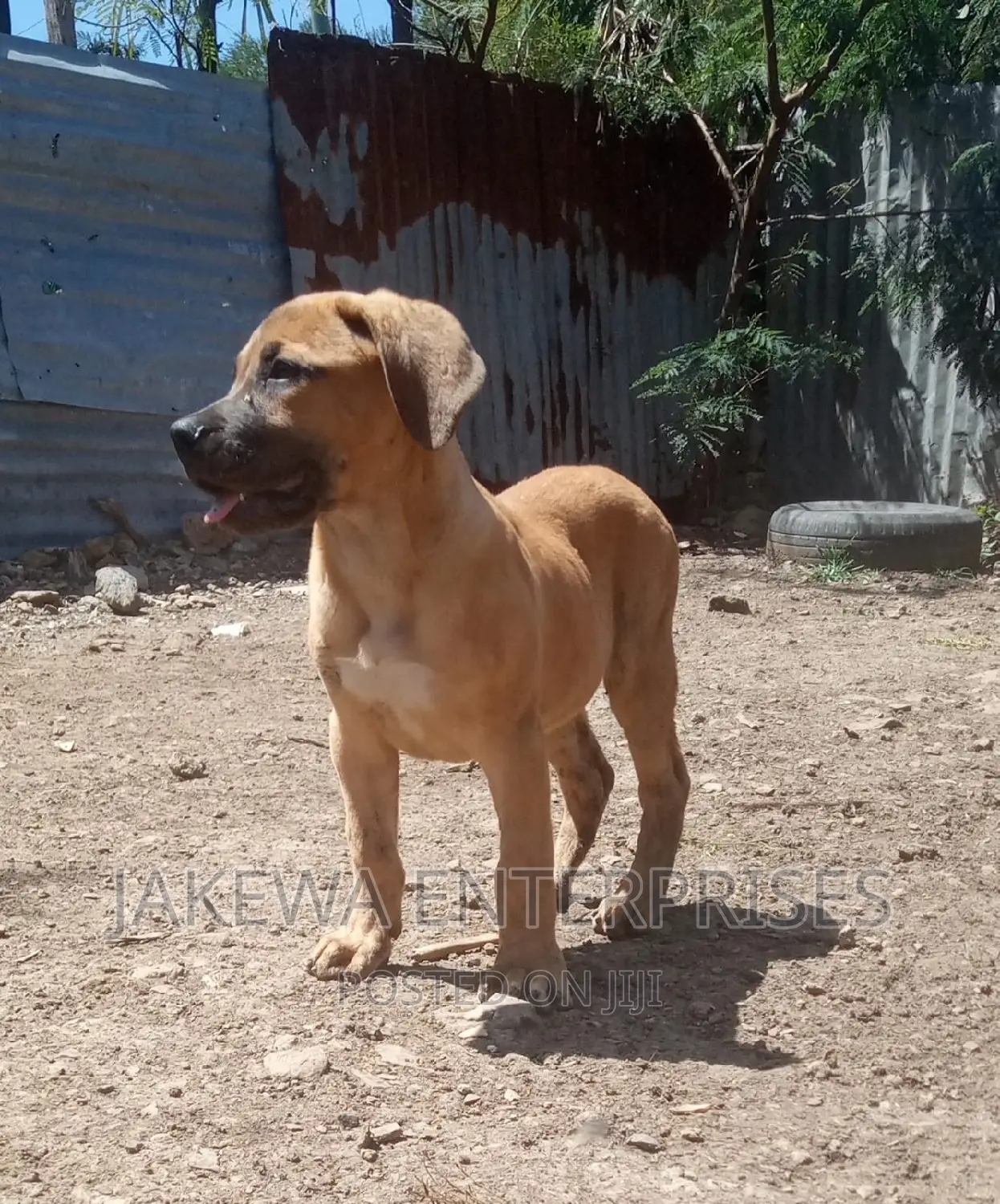 1-3 months Female Purebred Boerboel
