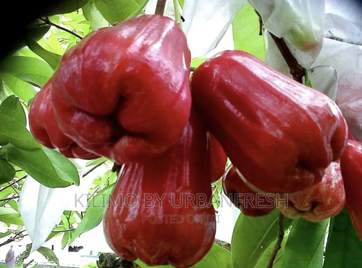 Malay Apple Fruit Seedling