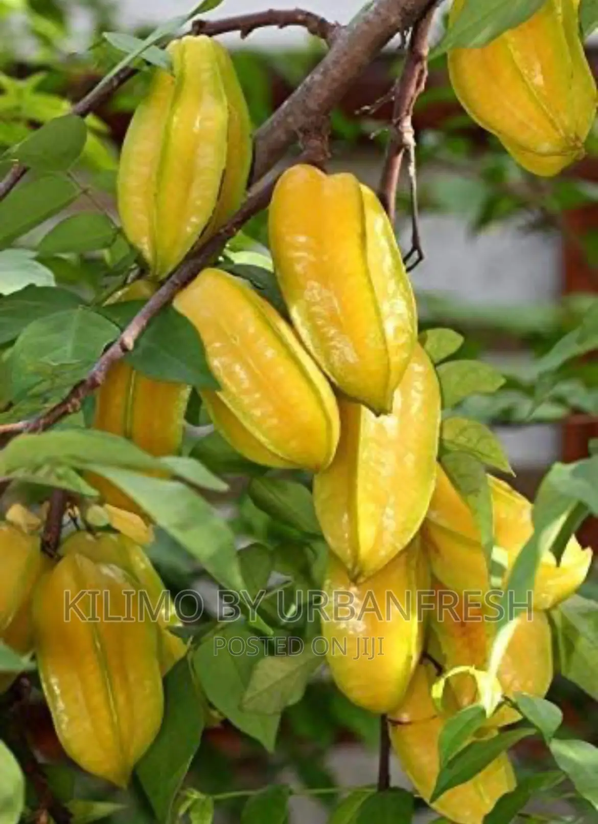 Starfruit Seedling. Moq 5