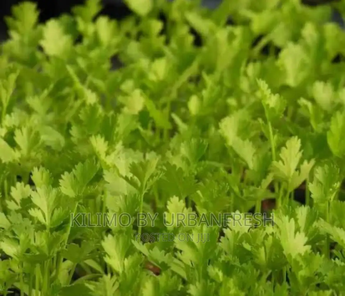 Coriander ( Dhania ) Planting Seeds
