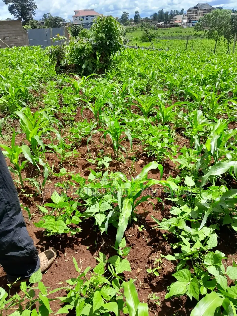 50×100 Plots for Sale in Kagio Town.