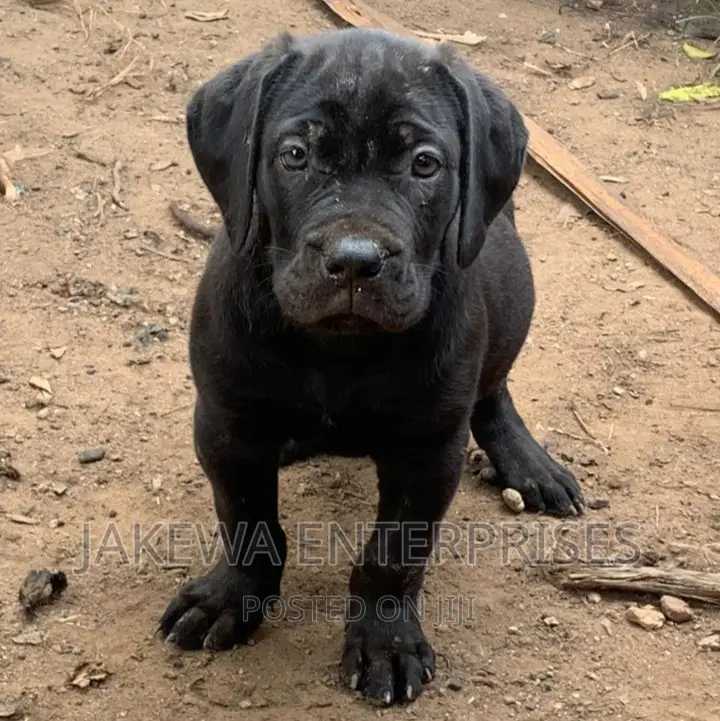 1-3 months Female Purebred Boerboel