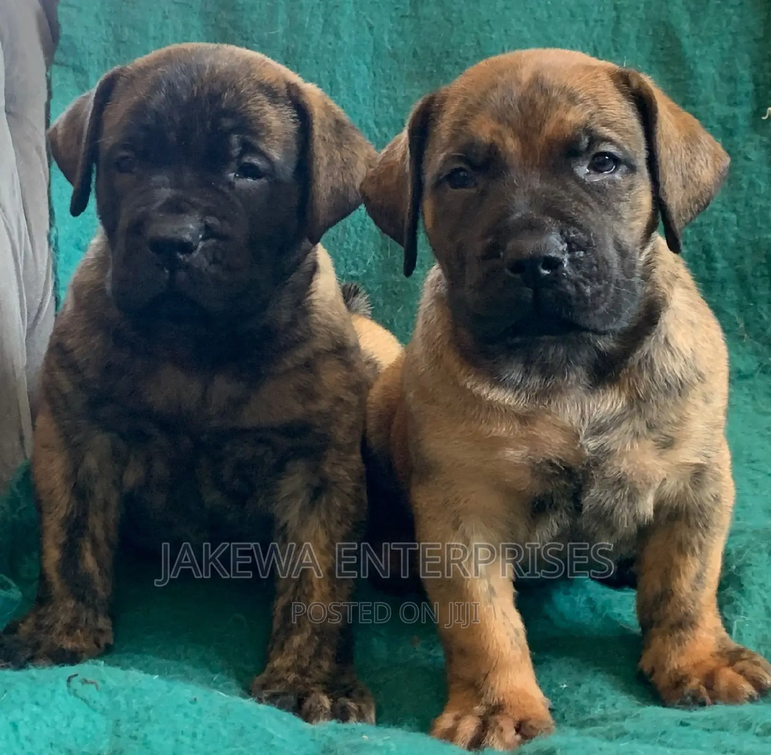 1-3 months Male Purebred Boerboel