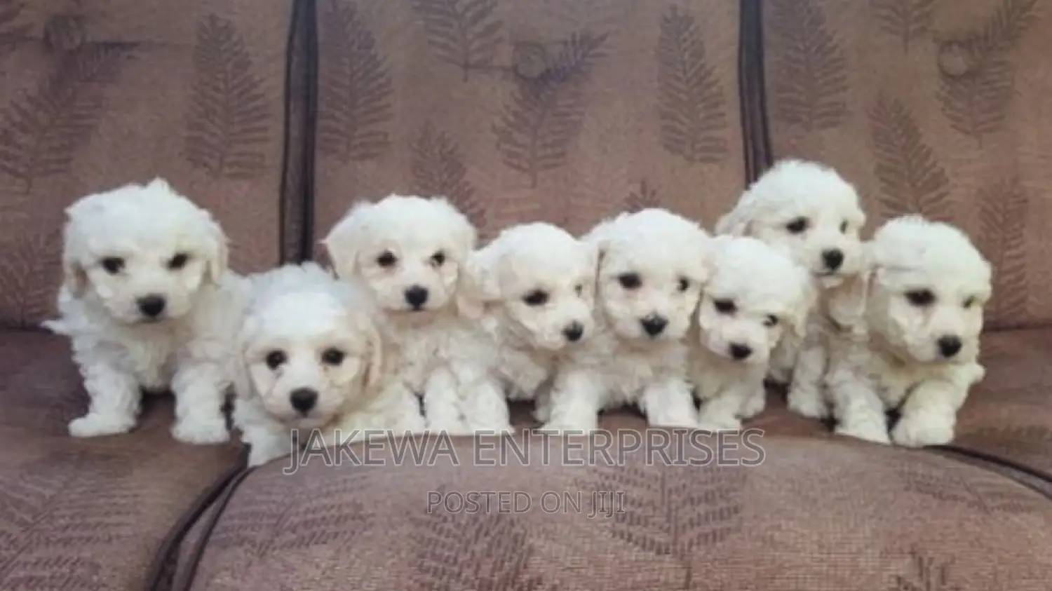 1-3 months Female Purebred Maltese Shih Tzu