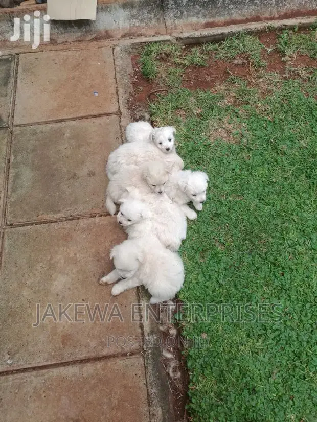 1-3 months Female Purebred Maltese