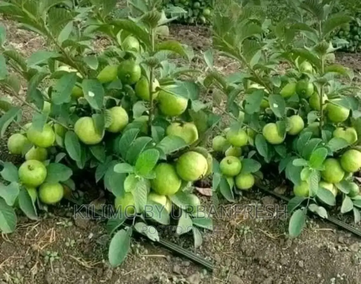 Dwarf Fruit Seedlings Available