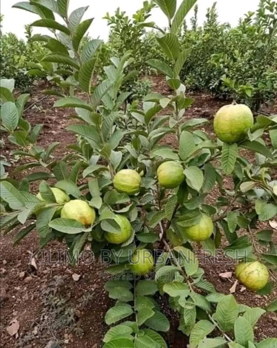 Dwarf Fruit Seedlings Available