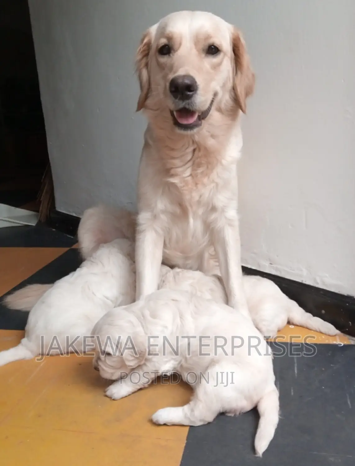 1-3 months Female Purebred Golden Retriever