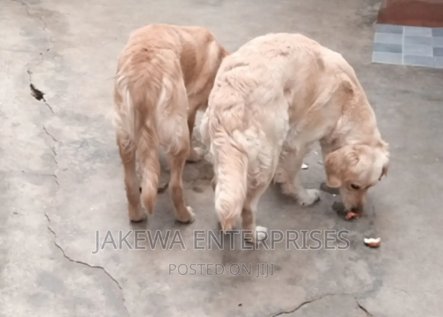 1+ year Female Purebred Golden Retriever