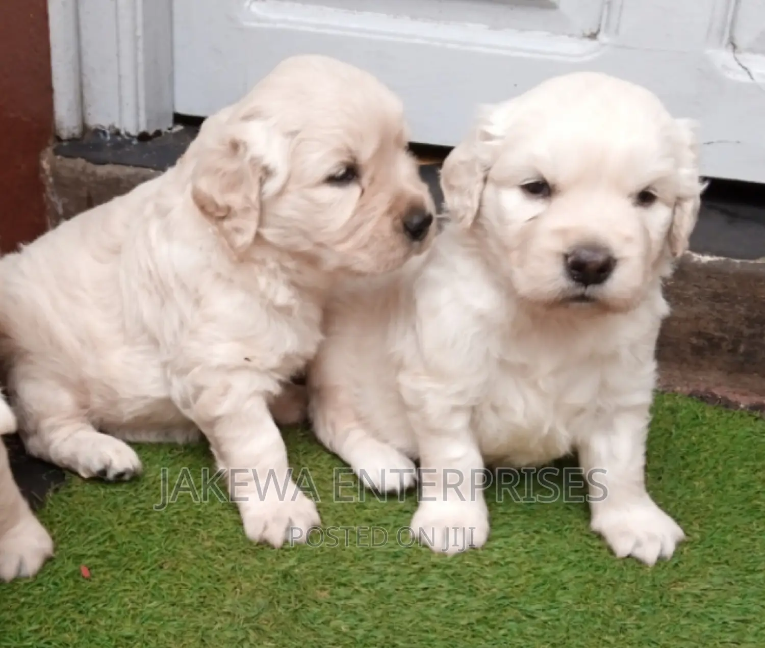 1-3 months Male Purebred Golden Retriever