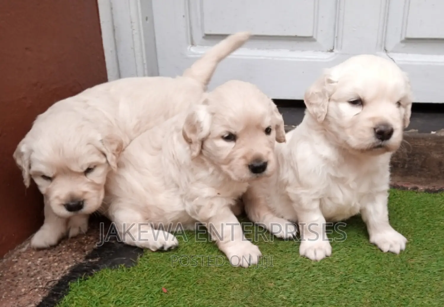 1-3 months Male Purebred Golden Retriever