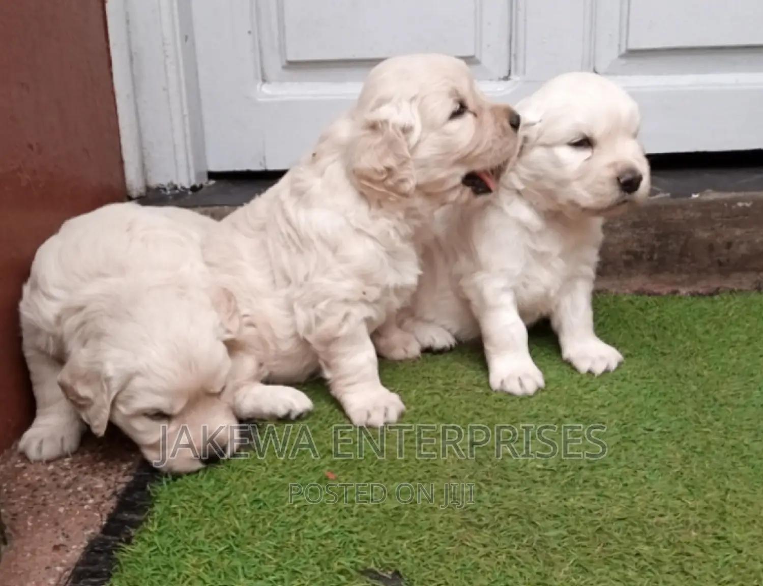 1-3 months Male Purebred Golden Retriever
