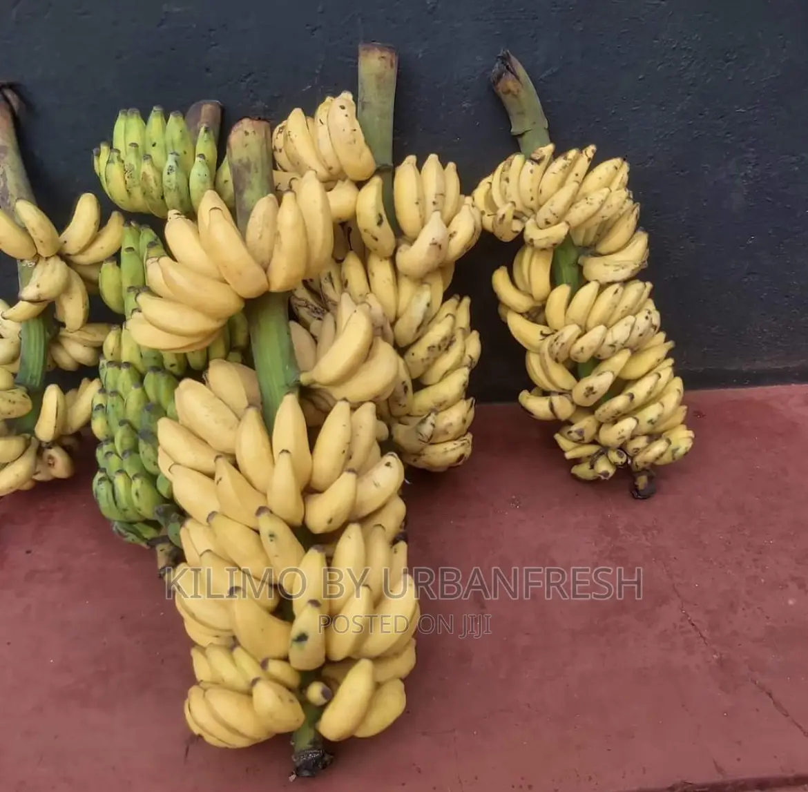 Original Small Size Sweet Banana Suckers for Planting