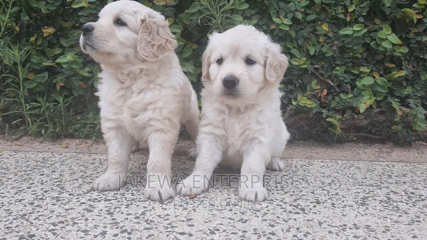 1-3 months Male Purebred Golden Retriever
