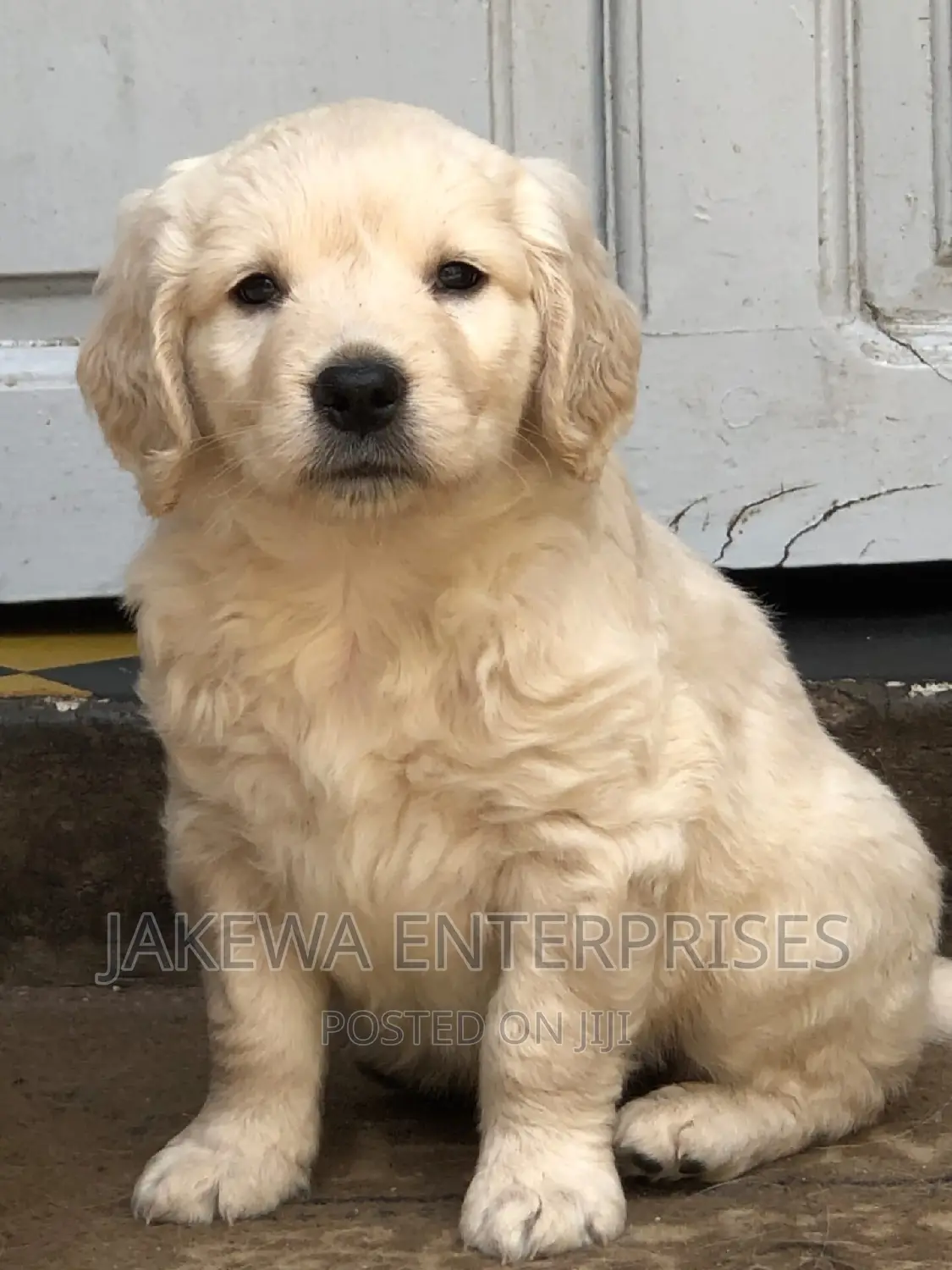 1-3 months Male Purebred Golden Retriever