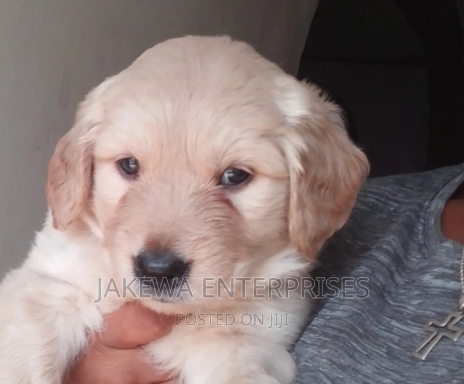 1-3 months Female Purebred Golden Retriever