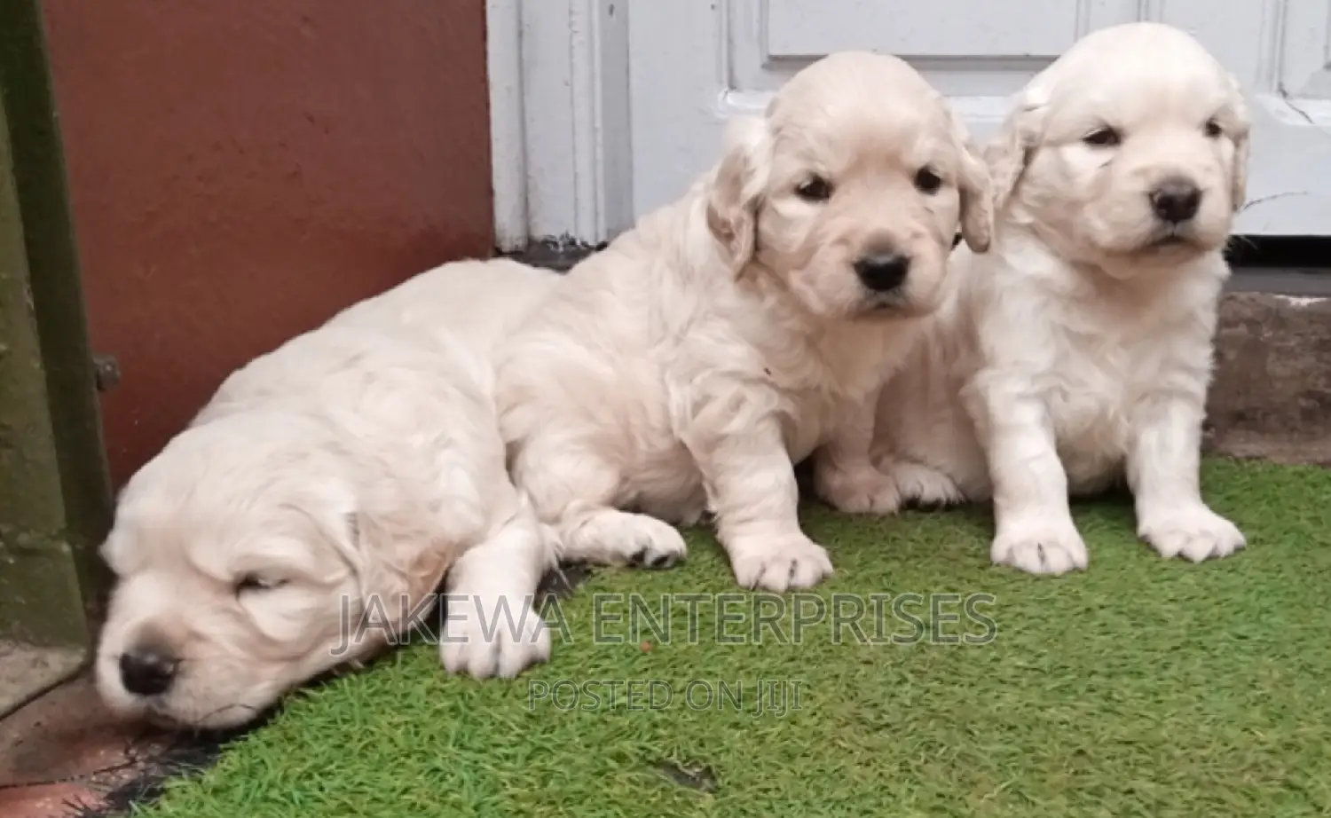 1-3 months Female Purebred Golden Retriever