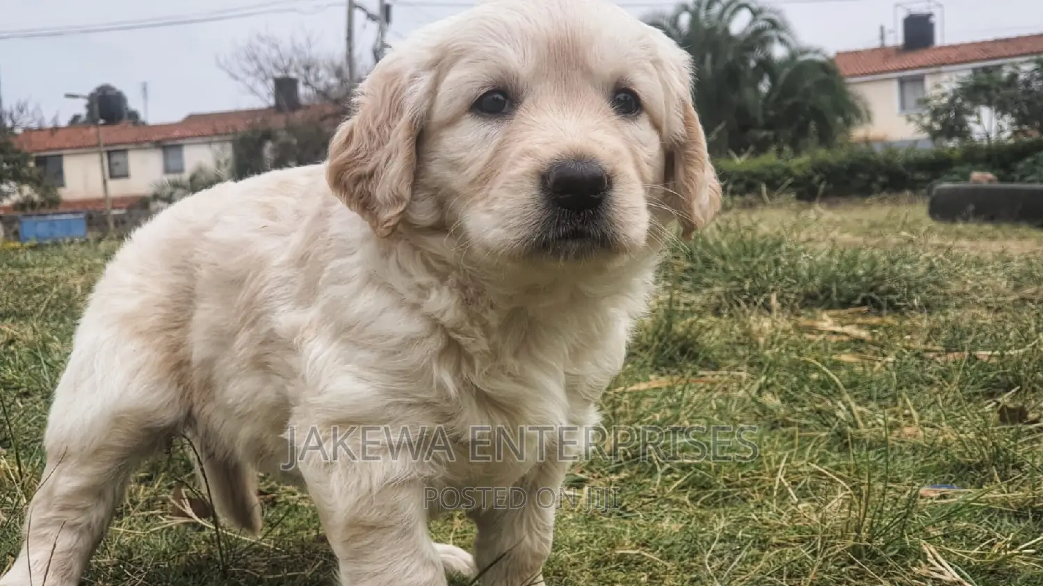 1-3 months Male Purebred Golden Retriever