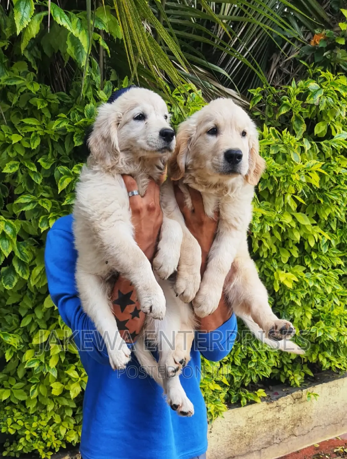 1-3 months Female Purebred Golden Retriever