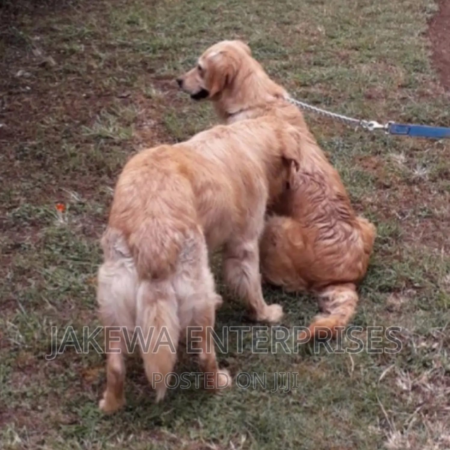 1+ year Male Purebred Golden Retriever