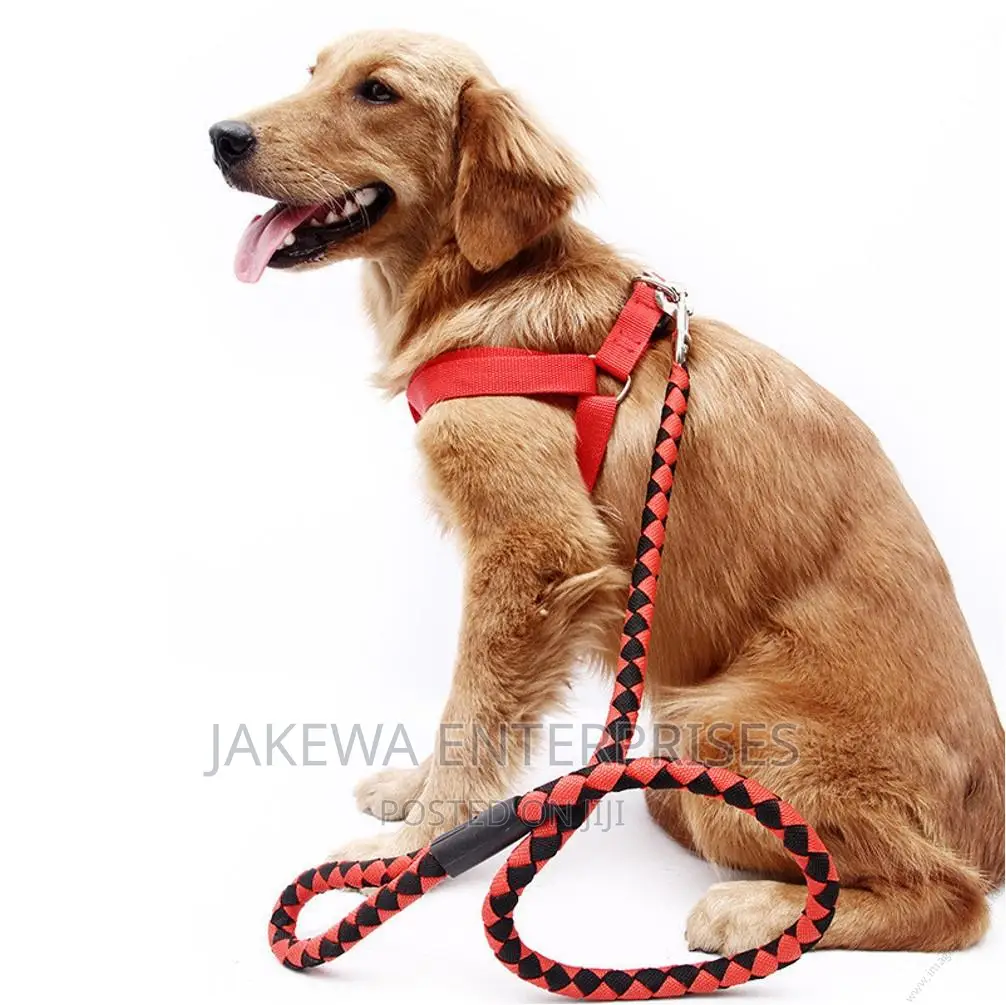 1+ year Male Purebred Golden Retriever