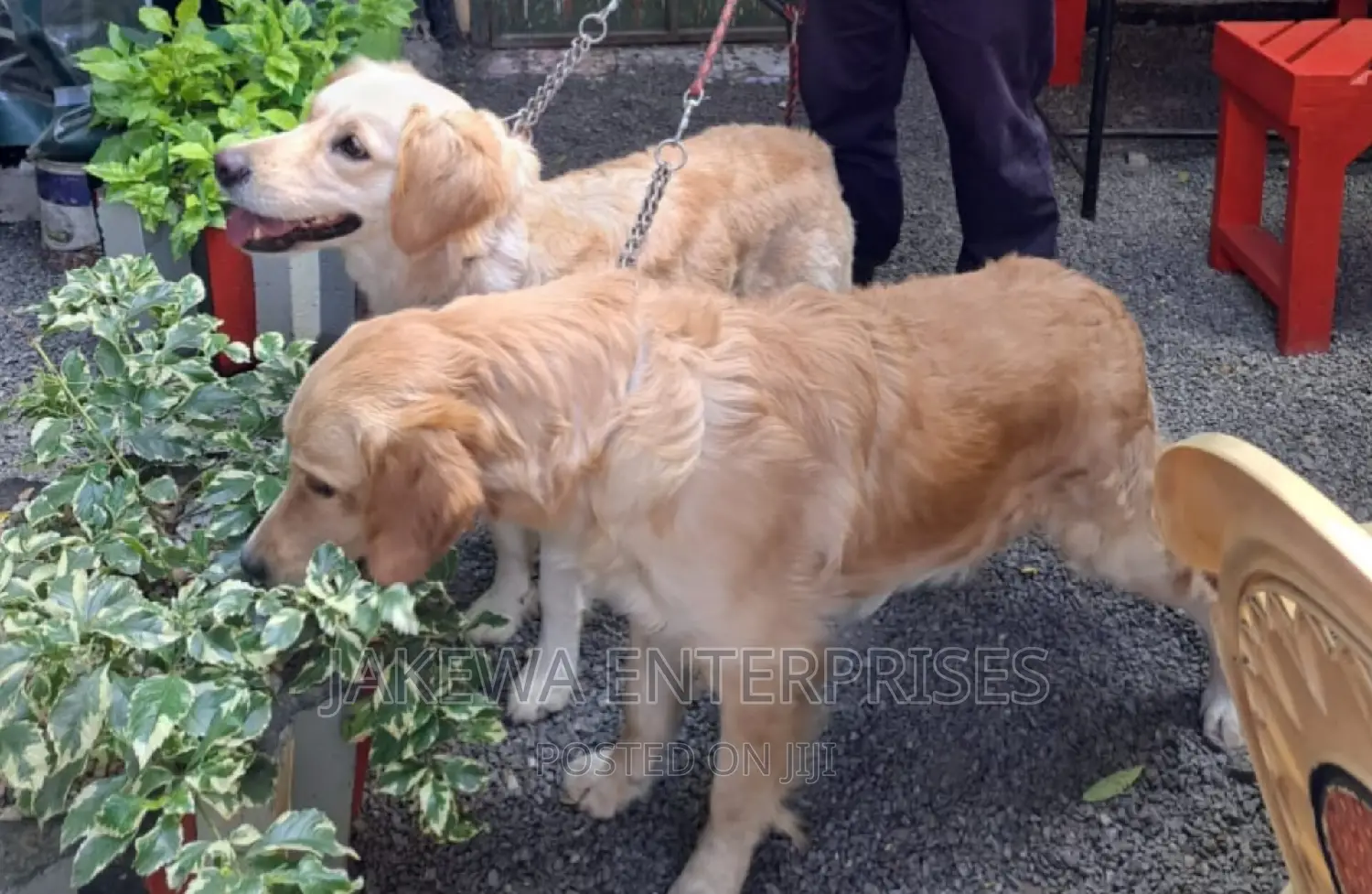 1+ year Female Purebred Golden Retriever