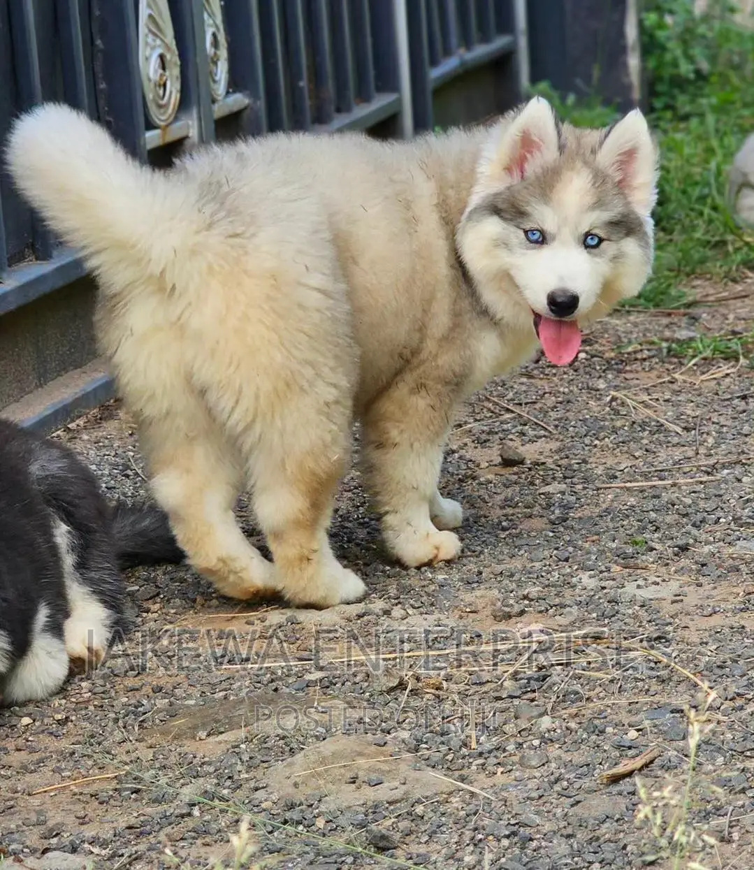1-3 months Female Purebred Siberian Husky