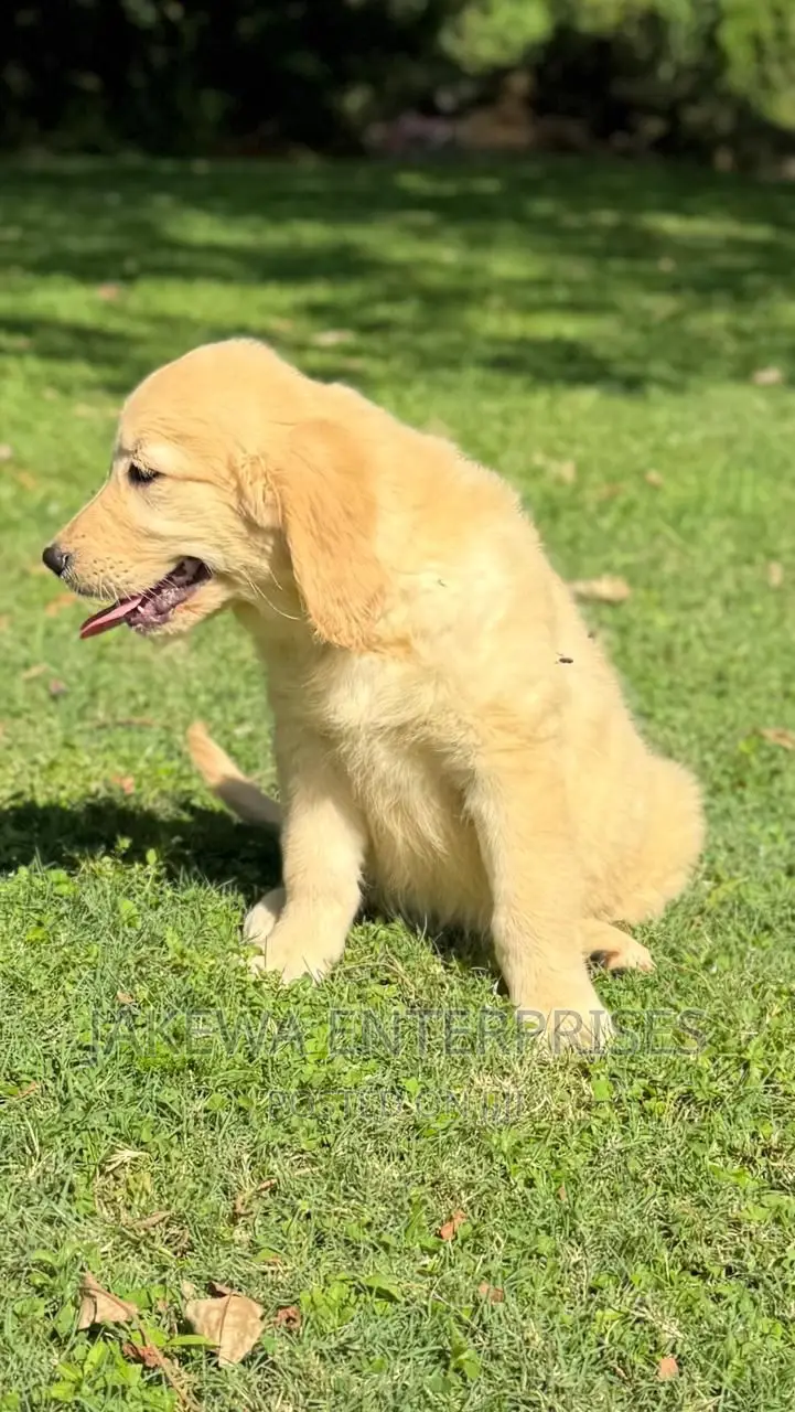 1-3 months Male Purebred Golden Retriever