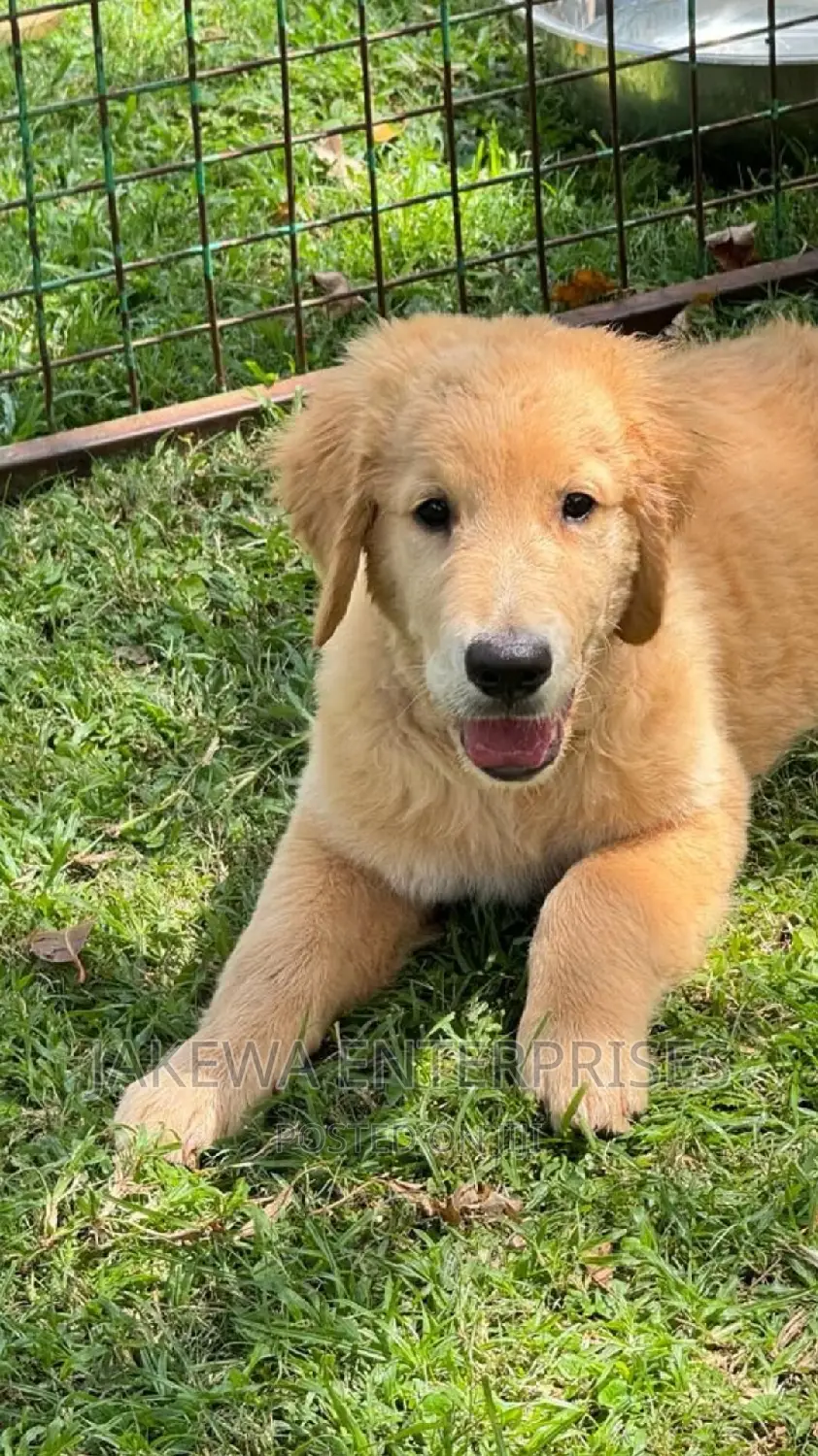 1-3 months Female Purebred Golden Retriever